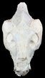 Oreodont (Merycoidodon) Skull - South Dakota #51146-3